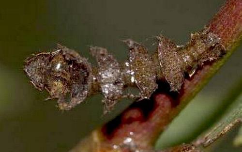 Eucyclodes pieroides