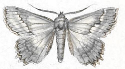 Cyneoterpna wilsoni