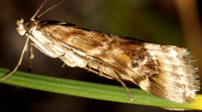 Hellula hydralis