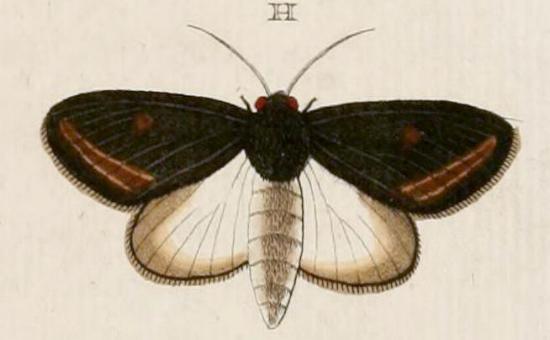 Brithys crini