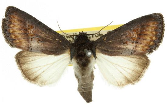Brithys crini
