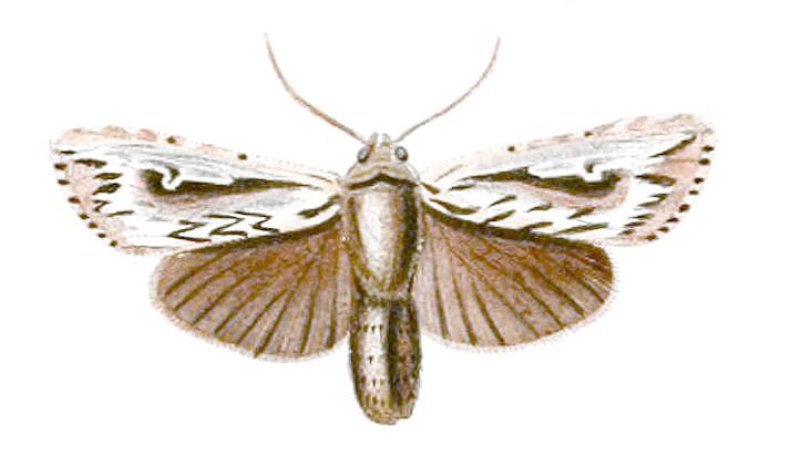 Persectania ewingii