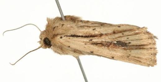 Leucania exarans