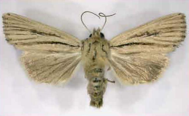 Leucania exarans