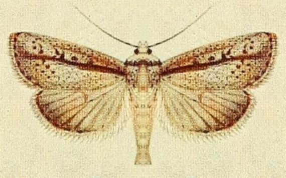 Leucania melanopasta