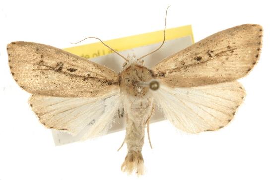 Leucania melanopasta