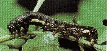 Tiracola plagiata