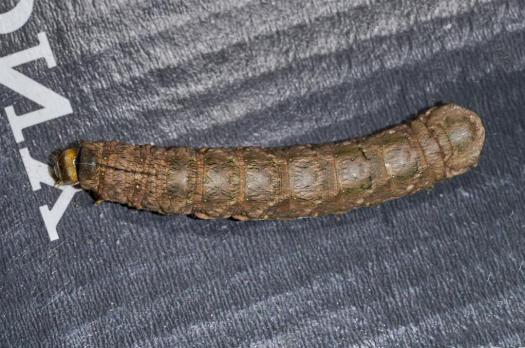 Tiracola plagiata