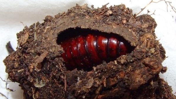 Tiracola plagiata