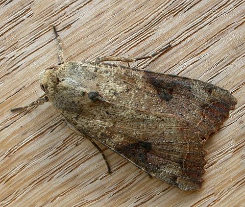 Tiracola plagiata