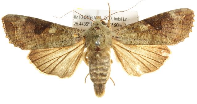 Tiracola plagiata