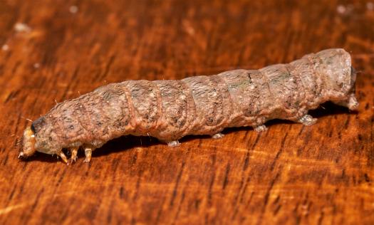 Tiracola plagiata