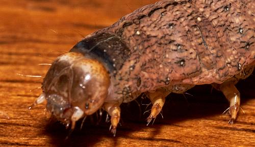 Tiracola plagiata