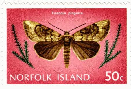 Tiracola plagiata