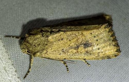 Cerastis punctosa