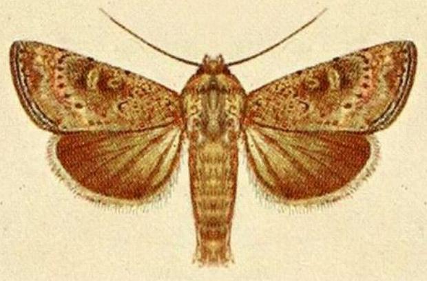 Cerastis punctosa