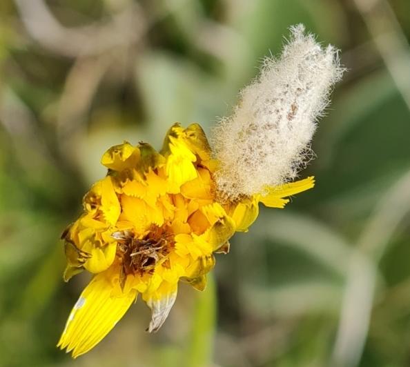 Heliocosma species