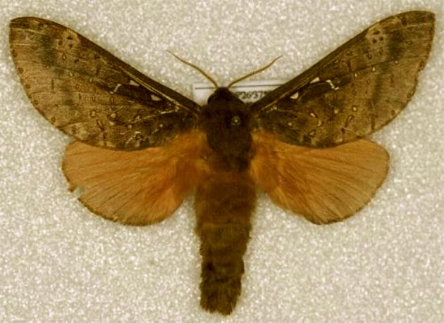 Oxycanus aedesima