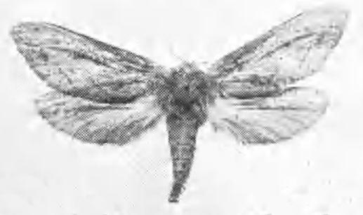 Oncopera alboguttata