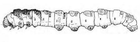 Abantiades argentata