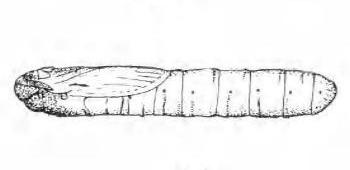 Elhamma australasiae