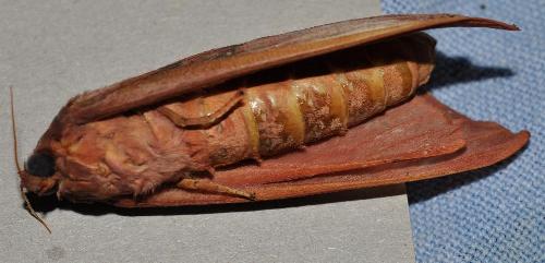 Elhamma australasiae