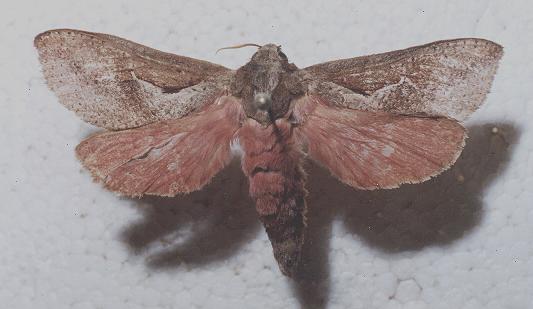 Elhamma australasiae
