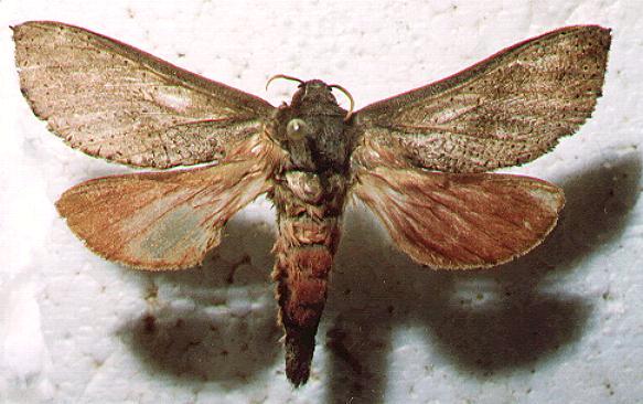 Elhamma australasiae