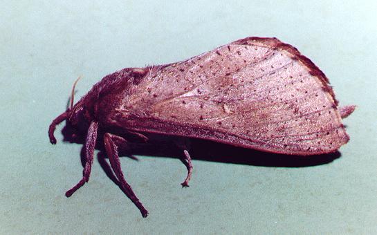 Elhamma australasiae