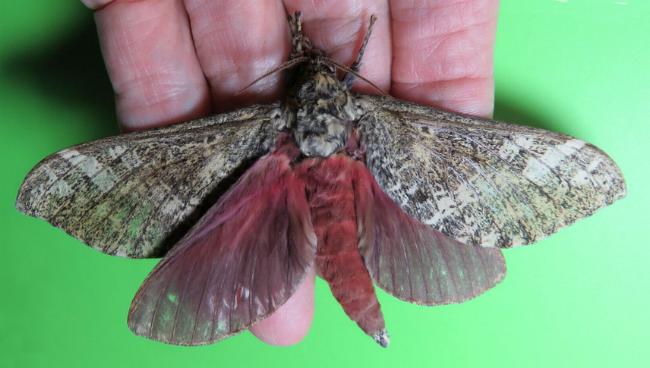Oxycanus buluwandji