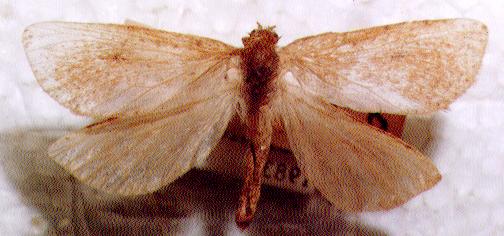 Fraus crocea