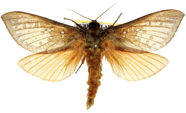 Oxycanus dirempta