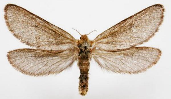 Fraus fusca
