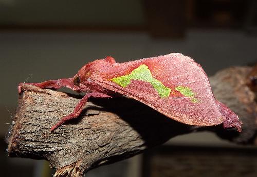 Aenetus lewinii