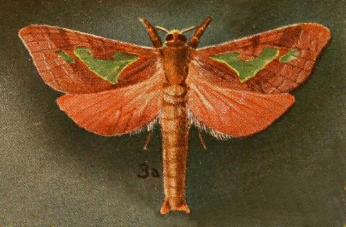 Aenetus lewinii