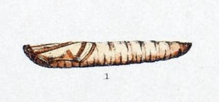 Aenetus ligniveren