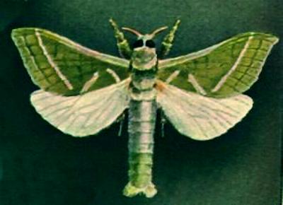 Aenetus ligniveren