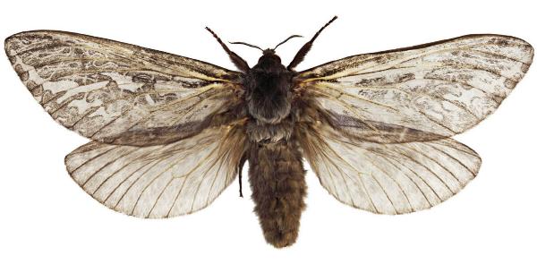 Abantiades macropusinsulariae