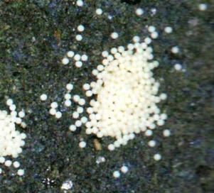 Aenetus mirabilis