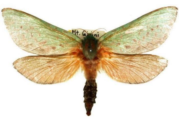 Aenetus ombraloma