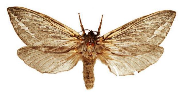 Abantiades pallida