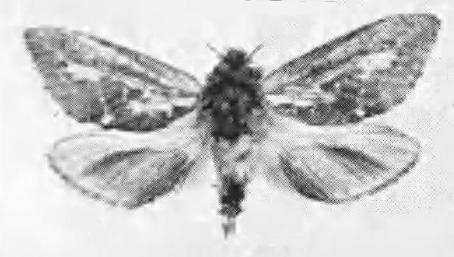 Oncopera parva