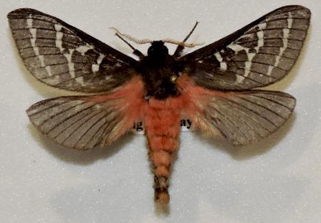 Oxycanus perditus