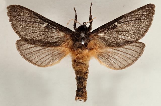 Oxycanus petalous