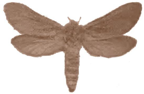 Oncopera rufobrunnea