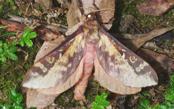 Oxycanus sirpus