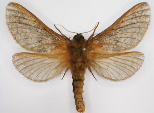 Oxycanus subvaria