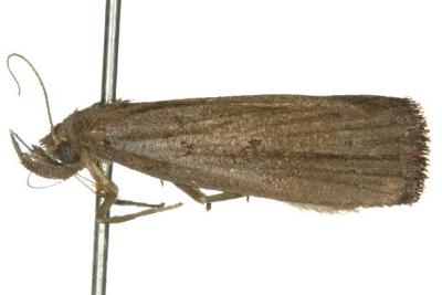 Stenhypena albopunctata