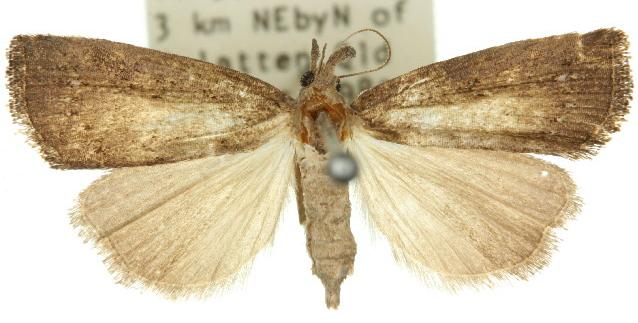 Stenhypena albopunctata