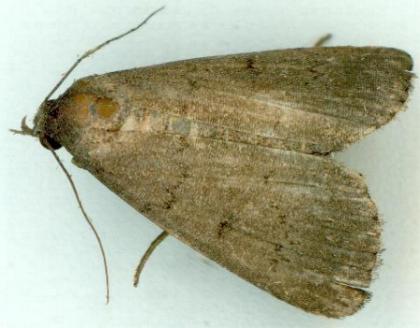Nodaria cornicalis